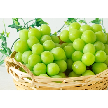 山梨県産 シャインマスカット（9月）